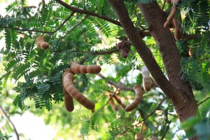 Tamarind indický (Tamarindus indica), detail stromu s listy a plody – M.INTAKUM / Shutterstock