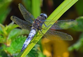 Vážka ploská (Libellula depressa) – Martin Charles Hatch / Shutterstock
