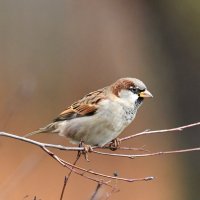 Vrabec domácí (Passer domesticus) – Juris Vigulis / Shutterstock