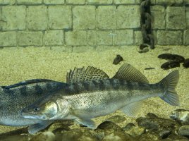 Candát obecný (Stizostedion lucioperca) – slowmotiongli / Shutterstock