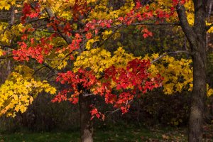 Javor cukrový (Acer saccharum) na podzim – Mircea Costina / Shutterstock
