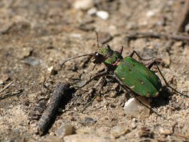 Svižník polní (Cicindela campestris) – Buquet Christophe / Shutterstock