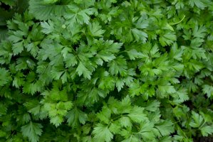 Petržel obecná (Petroselinum crispum) – Bubushonok / Shutterstock