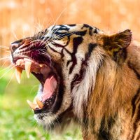 Tesáky tygra – alicja neumiler / Shutterstock