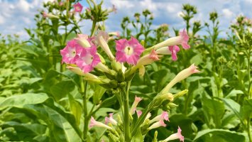 Kvetoucí rostliny tabáku virginského (Nicotiana tabacum) na tabákové plantáži – nnattalli / Shutterstock