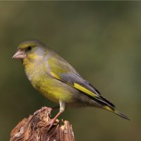 Zvonek zelený (Carduelis chloris) – Monika Surzin / Shutterstock
