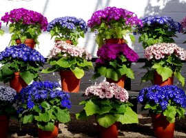 Různé barevné rázy starčeku krvavého (Pericallis × hybrida) – Julie Beynon Burnett / Shutterstock