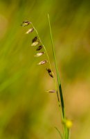 Strdivka nící (Melica nutans) – Petr Ganaj / Shutterstock