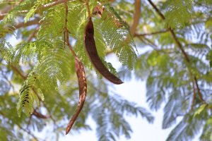 Parkia biglobosa, detail stromu s listy a lusky – tviolet / Shutterstock