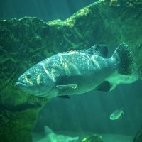 Kanic obrovský (Promicrops lanceolatus) – Vladimir Wrangler / Shutterstock