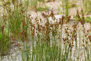 Sítina rozkladitá (Juncus effusus) – olko1975 / Shutterstock