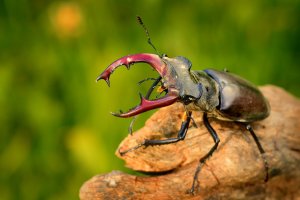 Roháč obecný (Lucanus cervus) – Martin Pelanek / Shutterstock