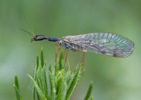 Dlouhošíjka žlutonohá (Raphidia flavipes) – cilko1 / Shutterstock