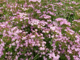 Zeměžluč okolíkatá (Centaurium erythraea) z čeledi hořcovitých – Manfred Ruckszio / Shutterstock