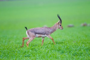 Gazela obecná (Gazella gazella) – selim kaya photography / Shutterstock