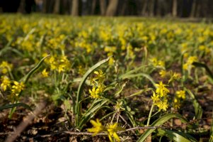 Křivatec žlutý (Gagea lutea) – E V A / Shutterstock