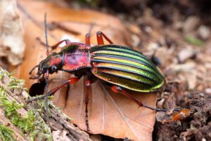 Střevlík zlatolesklý (Carabus auronitens) – DKeith / Shutterstock
