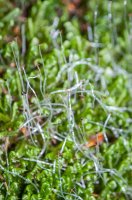 Mechorost rohozec trojlaločný (Bazzania trilobata) – Svitlyk / Shutterstock