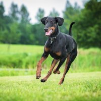 Dobrman – Rita_Kochmarjova / Shutterstock