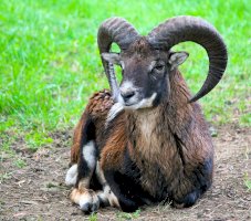 Muflon – Photo by Dušan Veverkolog on Unsplash