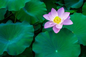 Lotos indický (Nelumbo nucifera) – JOEYSTUDIO / Shutterstock