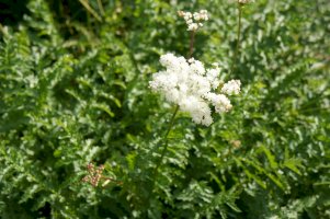 Tužebník obecný (Filipendula vulgaris) – mizy / Shutterstock