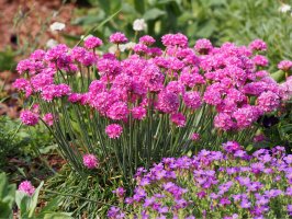 Trávnička přímořská (Armeria maritima) – Anna Gratys / Shutterstock