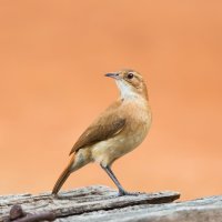 Hrnčiřík prostý (Furnarius rufus) – Andrew M. Allport / Shutterstock