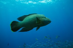 Pyskoun obrovský (Cheilinus undulatus), Seramské moře (Raja Ampat, Západní Papua, Indonésie) – Oksana Maksymova / Shutterstock