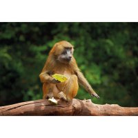 Pavián guinejský (Papio papio) – Ondrej Prosicky / Shutterstock