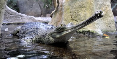 Gaviál indický (Gaviaiis gangeticus) – Milan Rybar / Shutterstock