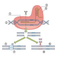 CRISPR: (1) odpovídající genomová sekvence, (2) DNA, (3) vodicí RNA, (4) Cas9, (5) odstranění genu, (6) vložení genu, (7) gen je odstraněn, (8) gen má novou sekvenci – CoJeCo.cz / VectorMine / Shutterstock