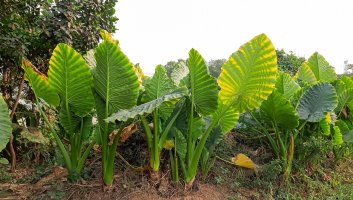 Alocasia macrorrhizos se pěstuje a využívá jako zdravá zelenina – Zabed Alam / Shutterstock