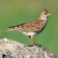 Skřivan polní (Alauda arvensis) – J.M.Abarca / Shutterstock