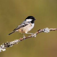 Sýkora uhelníček (Periparus ater) – Ian Duffield / Shutterstock