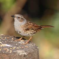 Pěvuška modrá (Prunella modularis) – scooperdigital / Shutterstock