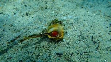 Ostranka jaderská (Murex brandaris) – Alexey Masliy / Shutterstock