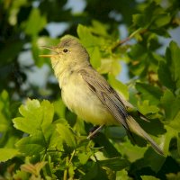 Sedmihlásek hajní (Hippolais icterina) – Michal Pesata / Shutterstock