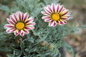 Gazánie zářivá (Gazania rigens) – prasom boonpong / Shutterstock