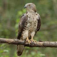 Včelojed lesní (Pernis apivorus) – Galabin Vasilev Asenov / Shutterstock