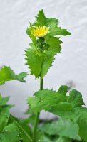 Mléč drsný (Sonchus asper) – Orest lyzhechka / Shutterstock