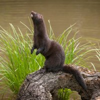 Mink, norek americký (Lutreola vison) – Holly Kuchera / Shutterstock