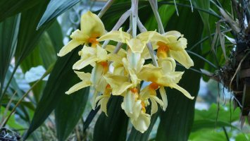 Žlutě kvetoucí orchidej Stanhopea graveolens – guentermanaus / Shutterstock
