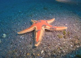 Hvězdice hrabavá (Astropecten aranciacus) – Luis Maria Valero / Shutterstock
