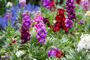 Fiala šedá (Matthiola incana) – Debora Truax / Shutterstock