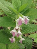 Medovník meduňkolistý (Melittis melissophyllum) – Przemyslaw Muszynski / Shutterstock