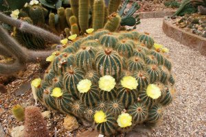 Kvetoucí kaktus Notocactus schlosseri – Dirk M. de Boer / Shutterstock
