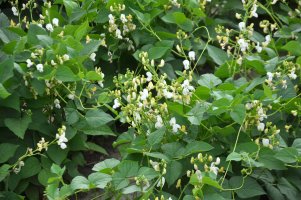Fazol obecný (Phaseolus vulgaris) kvetoucí na zahradě – Orest lyzhechka / Shutterstock