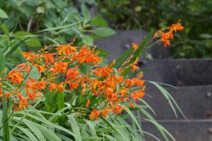 Kvetoucí montbrécie (Montbretia) – Doikanoy / Shutterstock