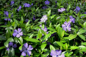 Brčál menší (Vinca minor) – Anton Zhuk / Shutterstock